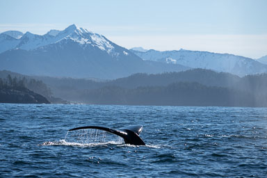 Album Set from laptop
 Hero